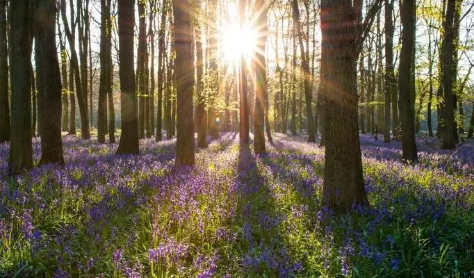 bluebell extravaganza of Pull Woods